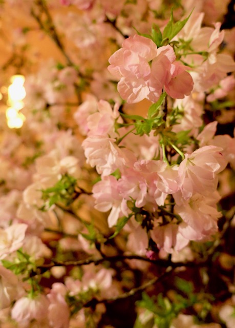 お花見