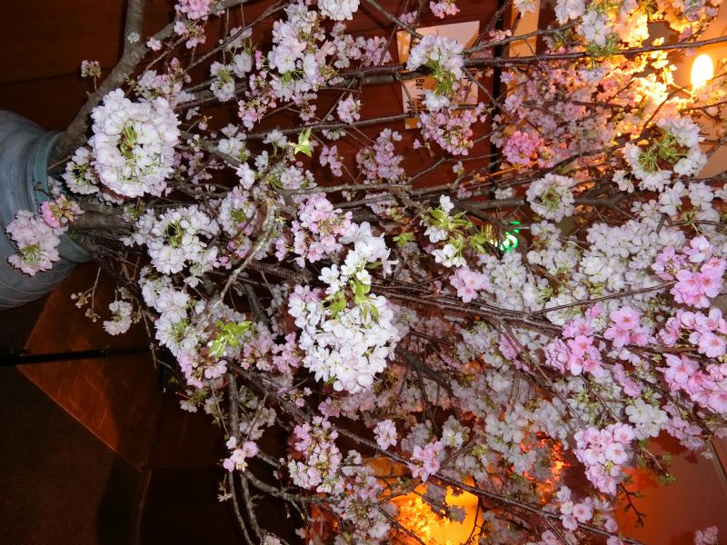 桜