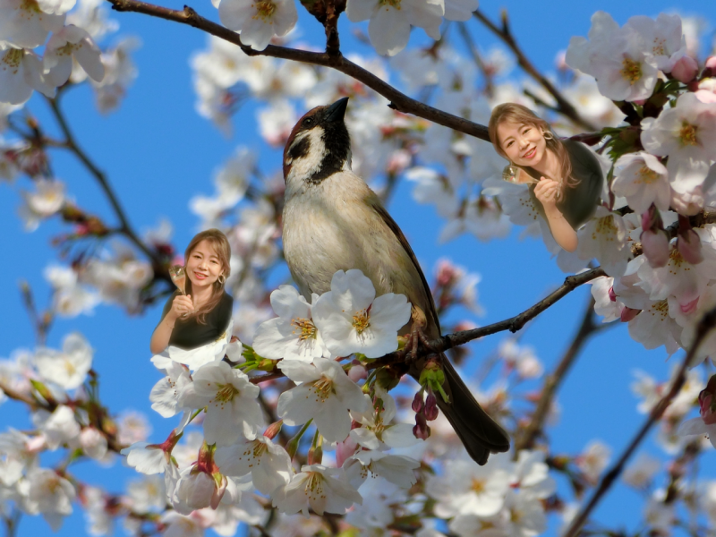 春の便りとお知らせ